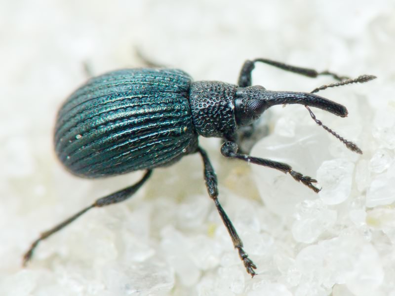 Holotrichapion (Apiops) pullum (Gyllenhal, 1833)